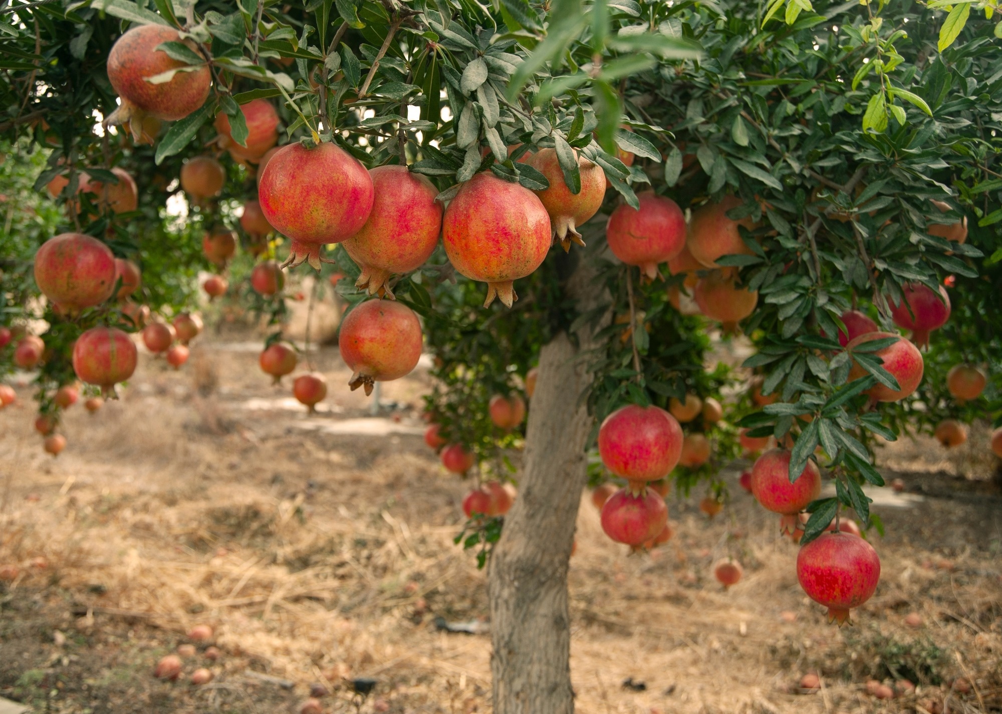Pomegranate tree with fruits. Image Credit: grafnata / Shutterstock