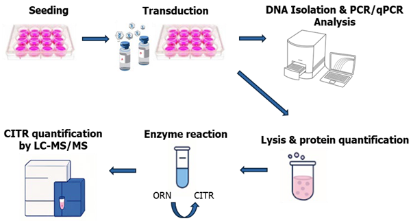 in vitro potency assay workflow to assess OTC transgene integration by PCR/qPCR and OTC enzyme activity by LC-MS/MS.