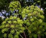 What Is Angelica Root? Benefits, Nutrition, and How It Supports Women’s Health