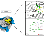 Molecular insights into inhibition of dengue virus NS2B-NS3 protease by antiviral compounds