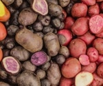 Nutritional Benefits of Colored Potatoes for Heart and Metabolic Health