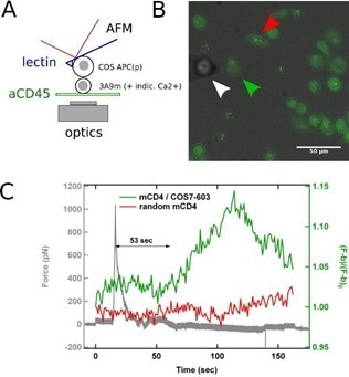 Using nano-force tools to dissect T cell mechanosensing