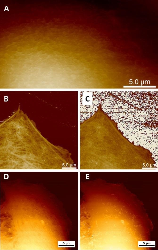 How AFM investigates Viruses