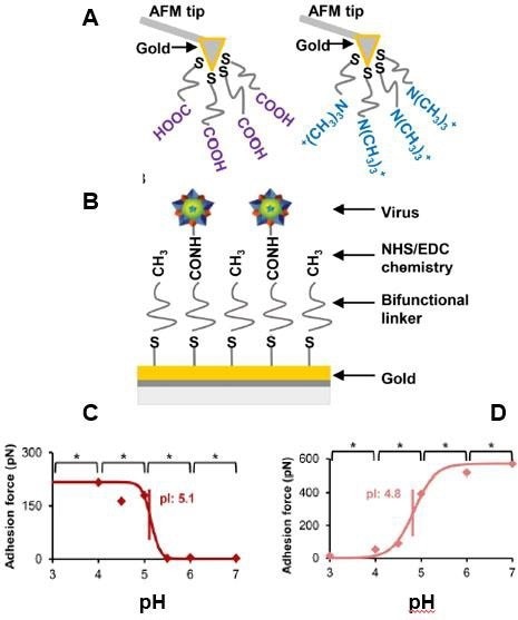 How AFM investigates Viruses