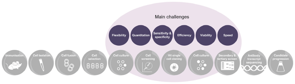 Traditional workflow in hybridoma screening.