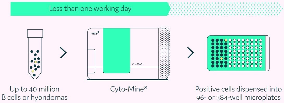 Fast track antibodies: Identifying and isolating rare antibody-secreting cells effectively