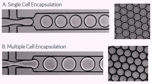 Fast track antibodies: Identifying and isolating rare antibody-secreting cells effectively
