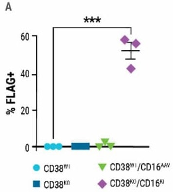 NK cell engineering with MaxCyte®