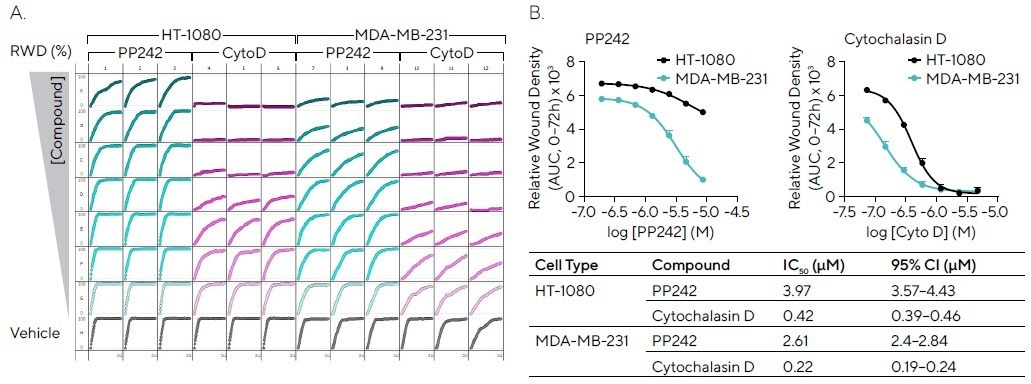 Quantifying cell migration in real-time