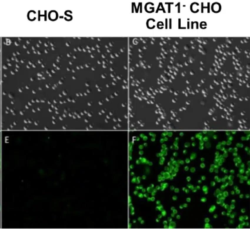CHO cell CRISPR Engineering for enhancing HIV-1 vaccine efficacy