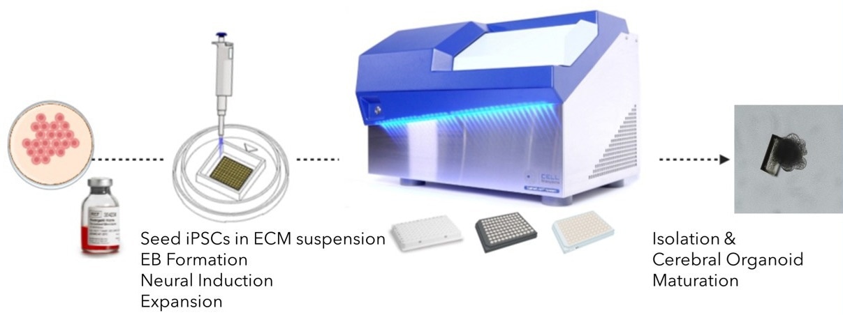 What platforms to develop clonal iPSC derived organoids?