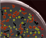 Producing natural food dyes by leveraging the metabolism of microalgae