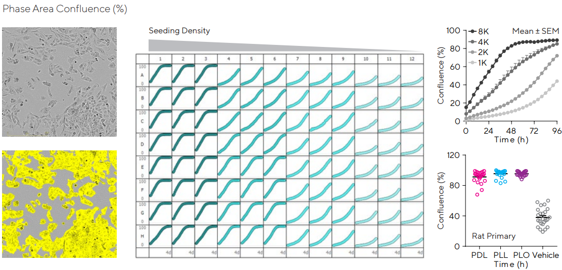Cell monitoring and workflow optimization. Human glioblastoma T98G cells were seeded in 96-well plates at several densities (1,000–8,000 cells/well). Cellular proliferation was monitored over 4 days. Representative phase images show the segmented cells at 4,000 cells/well and 4 days post-seeding. Plate view represents cell growth in each well of a microtiter plate. Time-course profiles compare astrocyte growth at the different densities tested. The importance of an extracellular matrix is presented in the variability plot, where rat primary cortical astrocytes were seeded at 4,000 cells/well in PLL, PDL, or PLO (0.02–1 mg/mL) pre-coated 96-well plates and each individual confluence value at 4 days was obtained. Data presented as mean ± SEM, 12–24 replicates