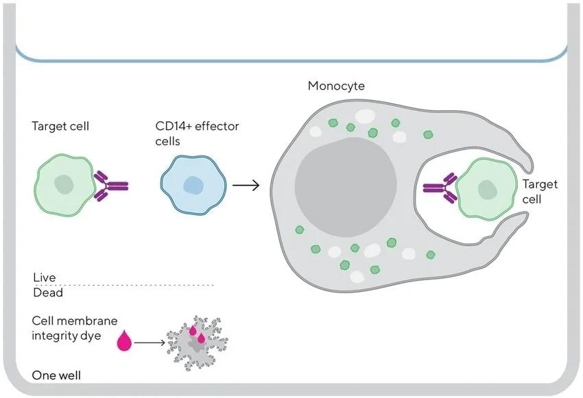 Quantitative ADCP assay on the iQue® Platform