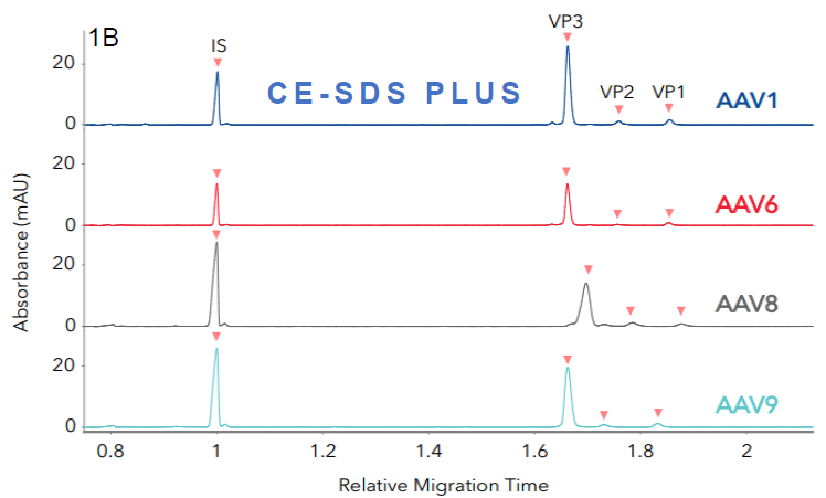 Identifying different AAV serotypes with Maurice CE-SDS. Four different AAV serotypes were analyzed with A. Turbo CE-SDS and B. CE-SDS PLUS cartridges. FIGURES 1A and 1B show stacked profiles of the four serotypes (AAV1, 6, 8 and AAV9) resulting from each cartridge