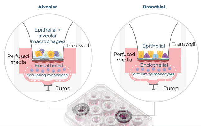 A visual representation of the alveolar and bronchial MPS models. Using CN Bio