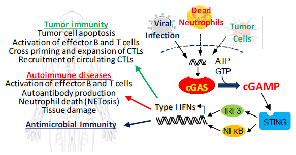 IFN-driven immune responses triggered by cGAS/STING are critical for protection against many types of microbial pathogens and for tumor cell-specific T cell responses in cancer, but activation by self-nucleic acids can contribute to serious autoimmune diseases such as lupus