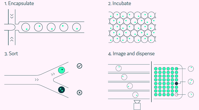 The Cyto-Mine® workflow integrates the screening, sorting, isolation and verification of antigen-specific clones into a fully automated process 