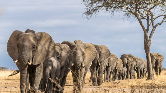 Utilizing laser doppler vibrometry to decipher vocal patterns in african elephant communication