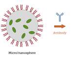 What are the medical applications of PLGA nanoparticles?