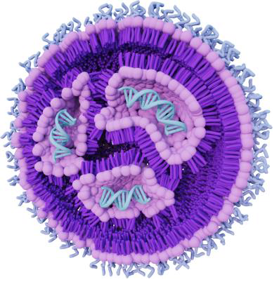 Advanced characterization of LNP-mRNA Therapeutics via FFF-MALS and DLS techniques