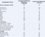 What is the impact of donor diversity on phase I and II activities in human hepatocytes?