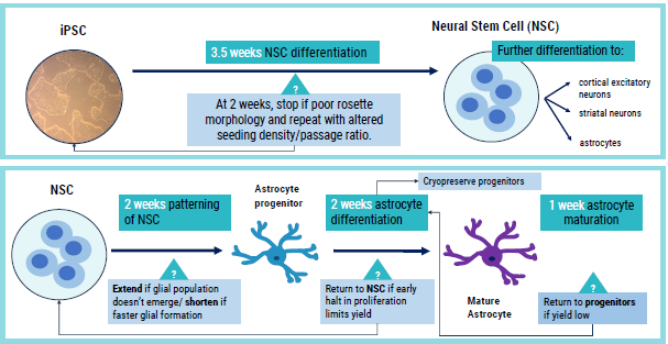 Schematic of axoCellsastrocyte differentiation with intervention points for optimization