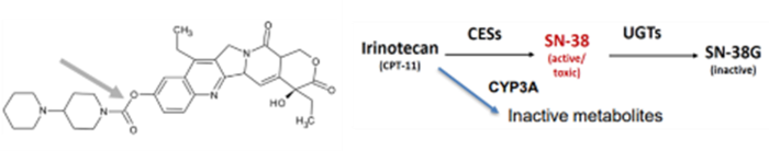 What are the safety considerations in developing ADCs?