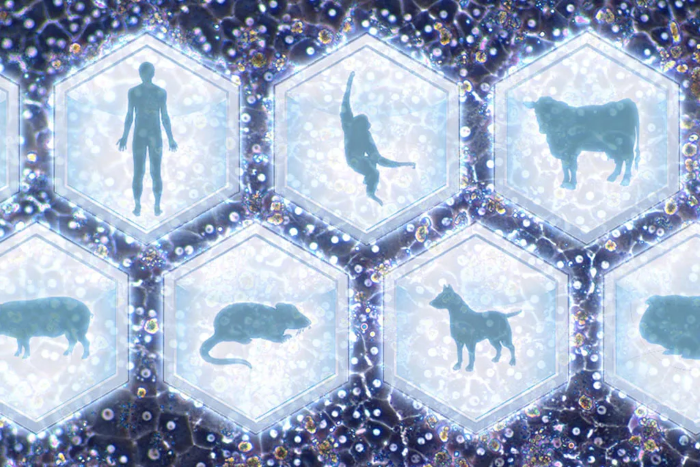 Why metabolism is key in choosing species for nonclinical toxicology studies