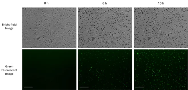 Using fluorescence detection of activated caspase to quantify apoptosis of Hela cells (Scale bar, 200 μm). The images were collected every 30 min using the Celloger Nano for 15 hours and 30 minutes.