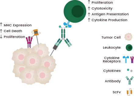 Mechanisms of anti-cancer action of immunocytokines 9