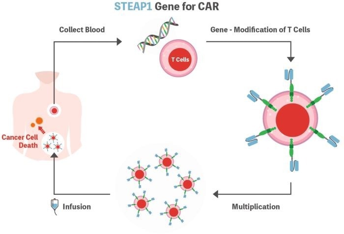 Illustration of STEAP1 CAR-T Cell
