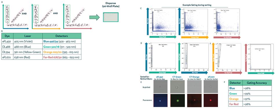 Accuracy in sorting and gating in Cyto-Mine® Chroma. Four cell samples, each labelled with a different membrane dye, were mixed and loaded onto Cyto-Mine® Chroma. Cells were gated during sorting for a single dye, excluding all others, followed by dispensing. (a) Schematic diagram for gating during sorting. (b) List of fluorochromes used in the assay. (c) An example of gating strategy, used for sorting of Blue cells and the corresponding cell population following dispensing. (d) Dot plot of dispensed population for Blue, Green, Orange and Far Red labeled cells, using the example gating strategy shown in (c). (e) Example images of dispensed cells following sorting and dispensing of specific cell population. (f) Microscopy data of dispensed cells was used to determine the accuracy of gating during sorting