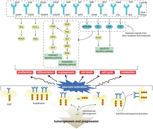 Abnormal Activation of Protein Tyrosine Kinases (PTKs) in Tumors