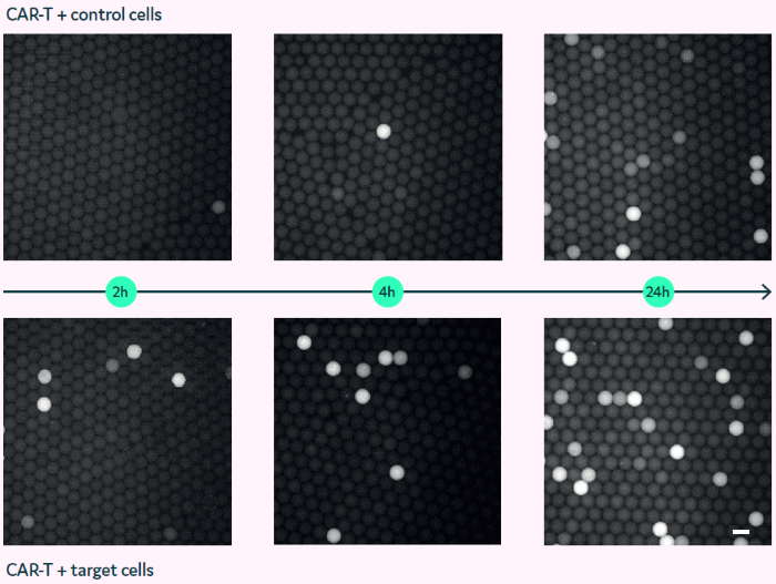 Granzyme B assay in picodroplets with co-encapsulated CAR-T and target cells (bottom) or control cells (top). Fluorescence micrographs of picodroplets after 2, 4, and 24 h (left to right). Scale bar: 100 μm