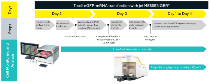 T-cell transfection workflow