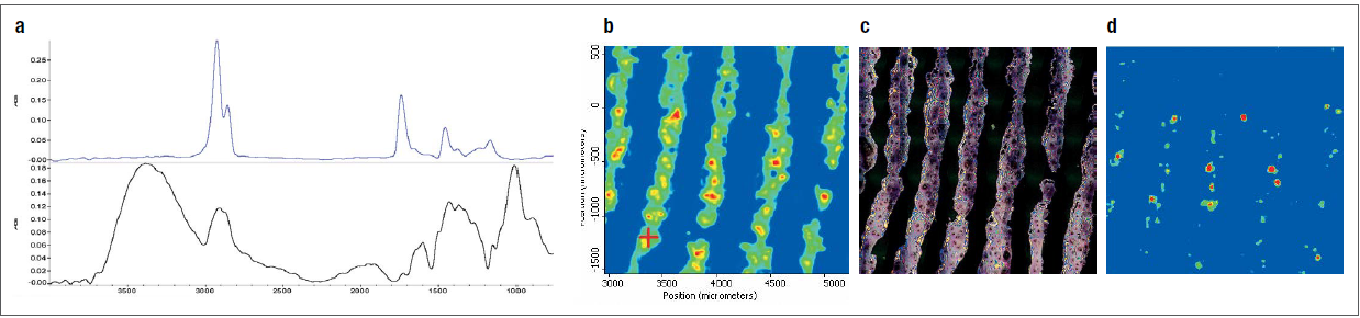 (a) Spectrum of natural triglyceride esters; (b) chemical image of fingerprint; (c) video image of fingerprint; (d) chemical image highlighting the fibrous wood contaminate.