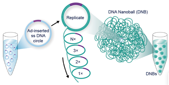 Dr. Radoje Drmanac: Reflecting on the 10th anniversary of DNBSEQ™