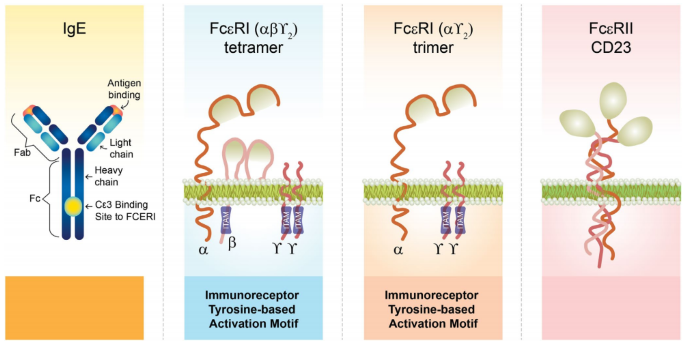 The structure of IgE and IgE receptors