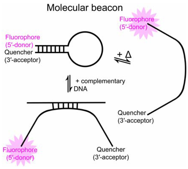 Two processes that open a molecular beacon, enhancing fluorescence: (left) hybridization with cDNA; (right) heat input
