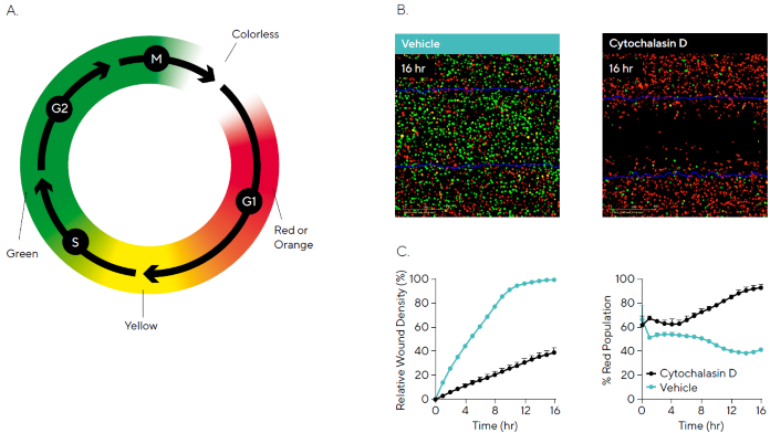 Concurrent Measurements of Cell Cycle Progression and Cell Migration. HT-1080 cells stably expressing the Incucyte<sup>®</sup> Cell Cycle Green/ Red Lentivirus (30,000 cells/well) were wounded and then treated with 0.31 μM cytochalasin D. Phase and dual fluorescence metrics were used to quantify cell migration and cell cycle progression, respectively. (A) Schematic displays the fluorescence color expression of cells during the cell cycle. Utilizing the Incucyte<sup>®</sup> Scratch Wound Analysis Software Module we can quantify cells exhibiting red fluorescence in G1 and green fluorescence in S|G2|M. (B) Green and red fluorescence images reveal inhibition of cell migration (initial scratch outline in blue) and a high population in red, indicating cell cycle arrest in G1 for cytochalasin D compared to vehicle. (C) Time-courses indicate that cytochalasin D has an inhibitory effect on cell migration (Relative Wound Density) and the cell cycle through arresting in G1 (% Red Population). Data shown as mean ± SEM, n = 3 replicates