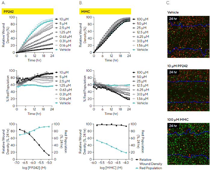 Differential Effects of Compounds on Cell Cycle and Cell Migration. MDA-MB-231 cells stably expressing Incucyte<sup>®</sup> Cell Cycle Green/Red Lentivirus (30,000 cells/well) were wounded and treated with PP242 or mitomycin C (MMC). Time-courses and concentration response curves indicate: (A) PP242 had a concentration-dependent effect on cell migration (relative wound density) and the cell cycle with an increase in the red cell population (G1) within the wound (red population); (B) In contrast MMC had no little-to-no effect on migration but had a concentration-dependent effect on the cell cycle with an arrest in green (S|G2|M) as shown by a decreasing red population; (C) Fluorescence images enable visualization of cell migration (initial scratch outline in blue) and cell cycle arrest for treated and vehicle conditions (24 hours post-scratch). Data shown as mean ± SEM, n = 3 replicates
