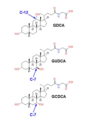 The glucodeoxycholic acid subclass of bile acids. Bile acids are cholesterol-derived amphipathic molecules of saturated hydroxylated C-24 sterols. GDCA has a hydroxyl moiety at carbon 12 (C-12), whereas GUDCA and GCDCA are hydroxylated at carbon 7 (C-7). The latter two isomers are characterized by a different stereochemistry at the number 7 carbon. Quantitative specificity for this class of molecules is highly dependent on chromatographic resolution when analyzed using CID-based fragmentation