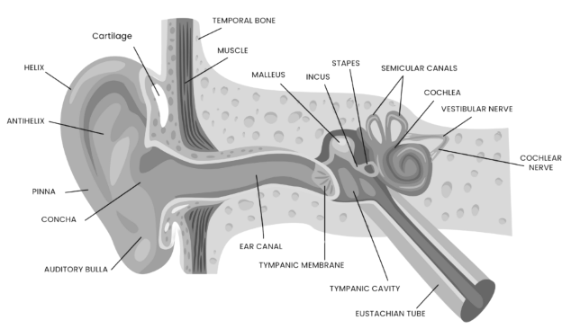 Internal Anatomy of the Human Ear