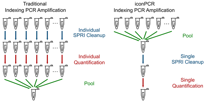 Simplified Workflow Using AutoNormalization.</strong> Following index PCR, traditional workflows involve purifying each sample individually, followed by quantification. Samples can then be normalized to the same molar amount and pooled together. With AutoNormalization, the samples are normalized during the PCR process, allowing for an equal volume of each to be pooled together immediately following PCR. The single pool can then cleaned, quantified, and loaded onto the sequencer. iconPCR simplifies the workflow by reducing hands on time as well as reducing cleanup and QC costs