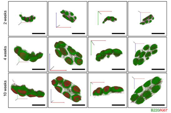 3D visualization of mouse Peyer’s patches 2-10 weeks after birth, shown from 4 different angles. Reconstruction was performed with Amira Software. Green: lymph follicles containing B220+ B cells. Red: Germinal centers including Ki67+ proliferating cells