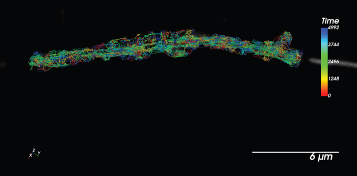 SPT-PALM using Halo-JF646. Particles tracked in concert with diffraction-limited imaging of organelles