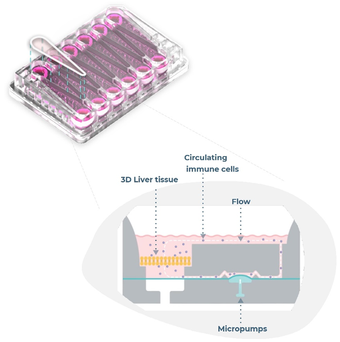 mAbs development and microphysiological systems: Addressing animal limitations