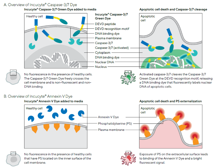 Schematics Demonstrating Principles of Incucyte® Apoptosis Assays