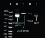Quality control tools for molecular cloning